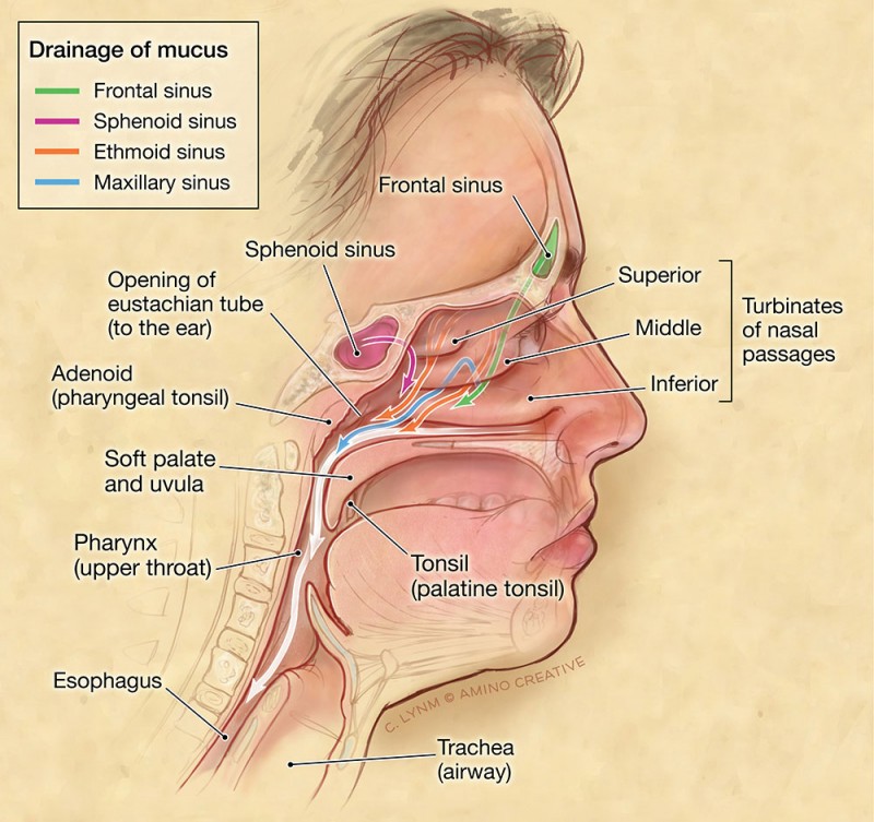 Sinus cavities and structures